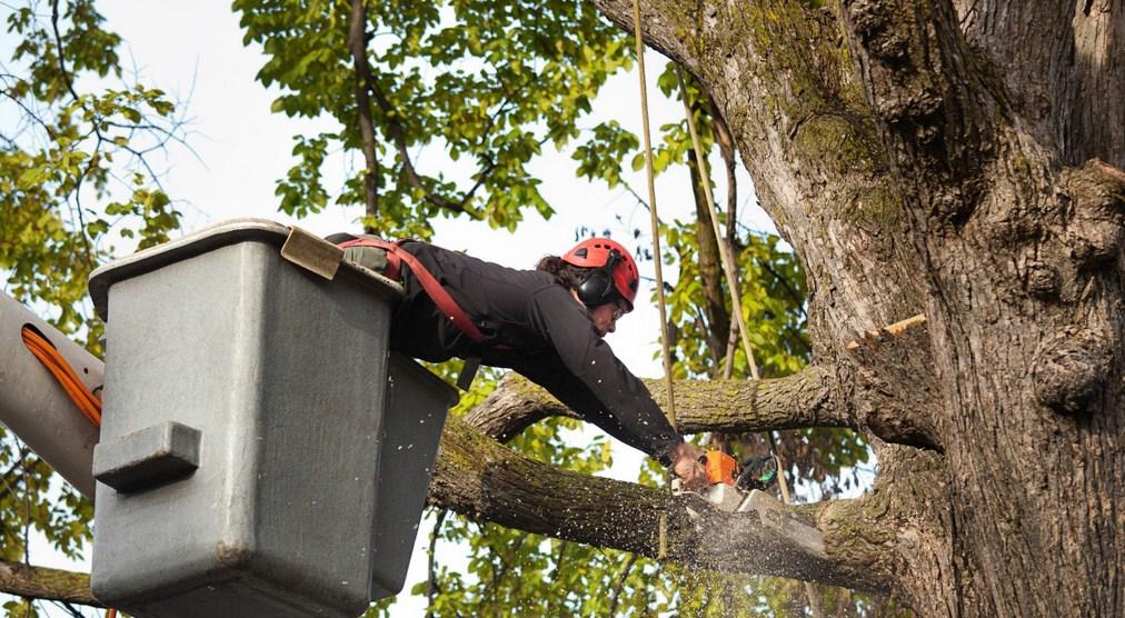 Things to Consider Before Hiring a Tree Service